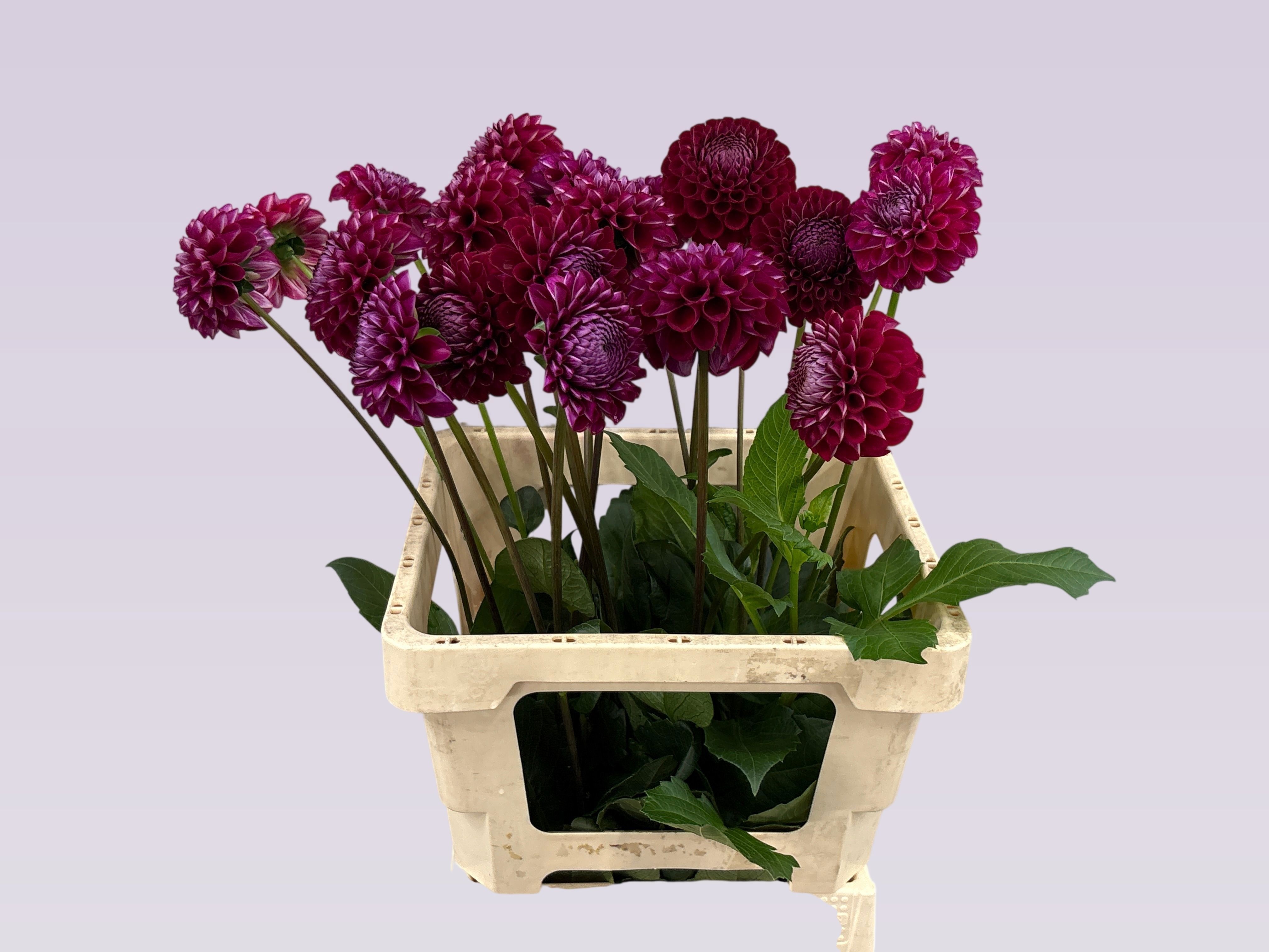 Dahlia Ivannetti 60cm