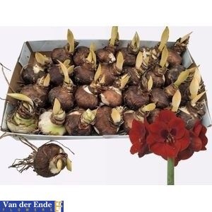 Bloembol Hippeastrum