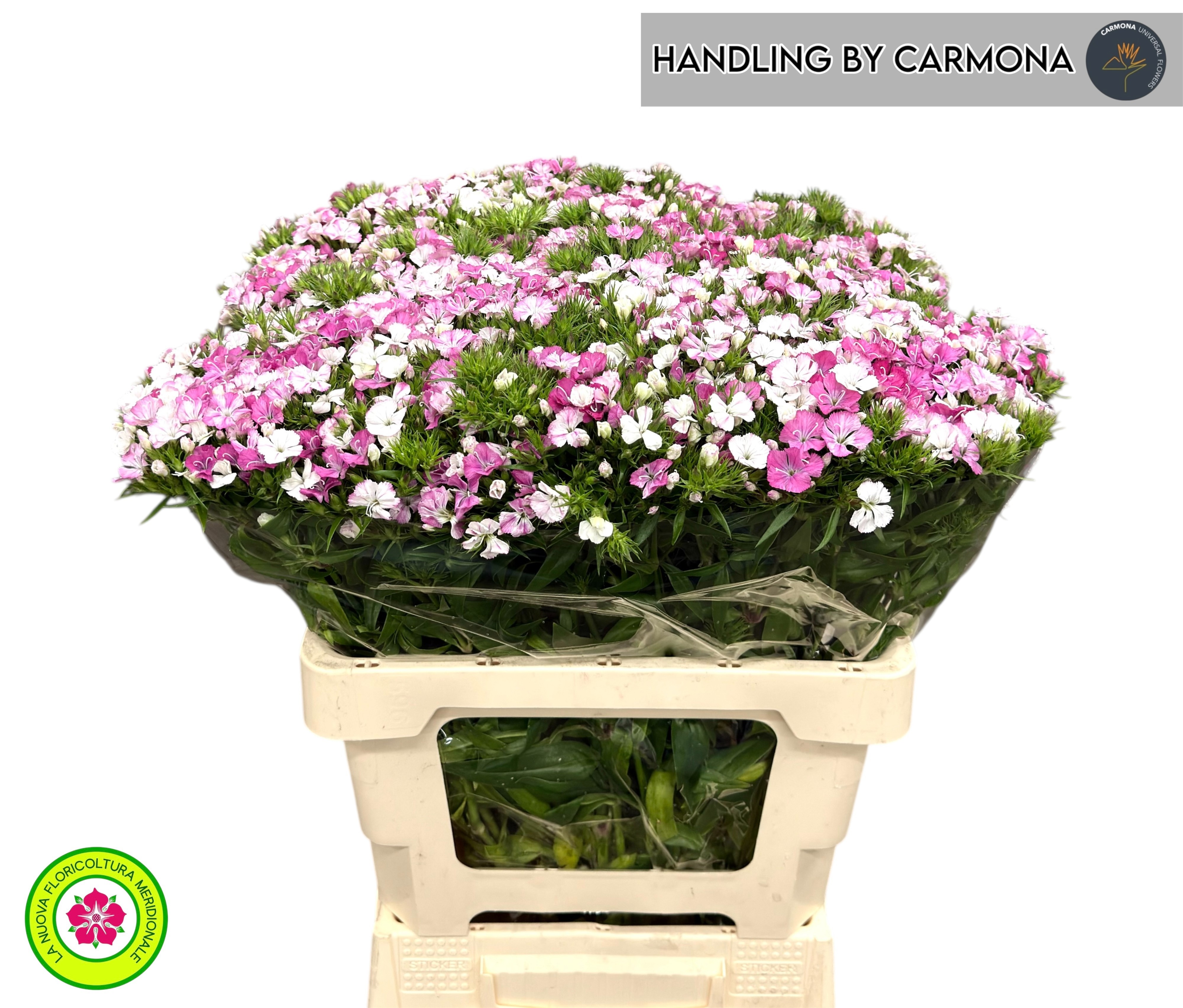 Dianthus Barb Neon Pink 60cm