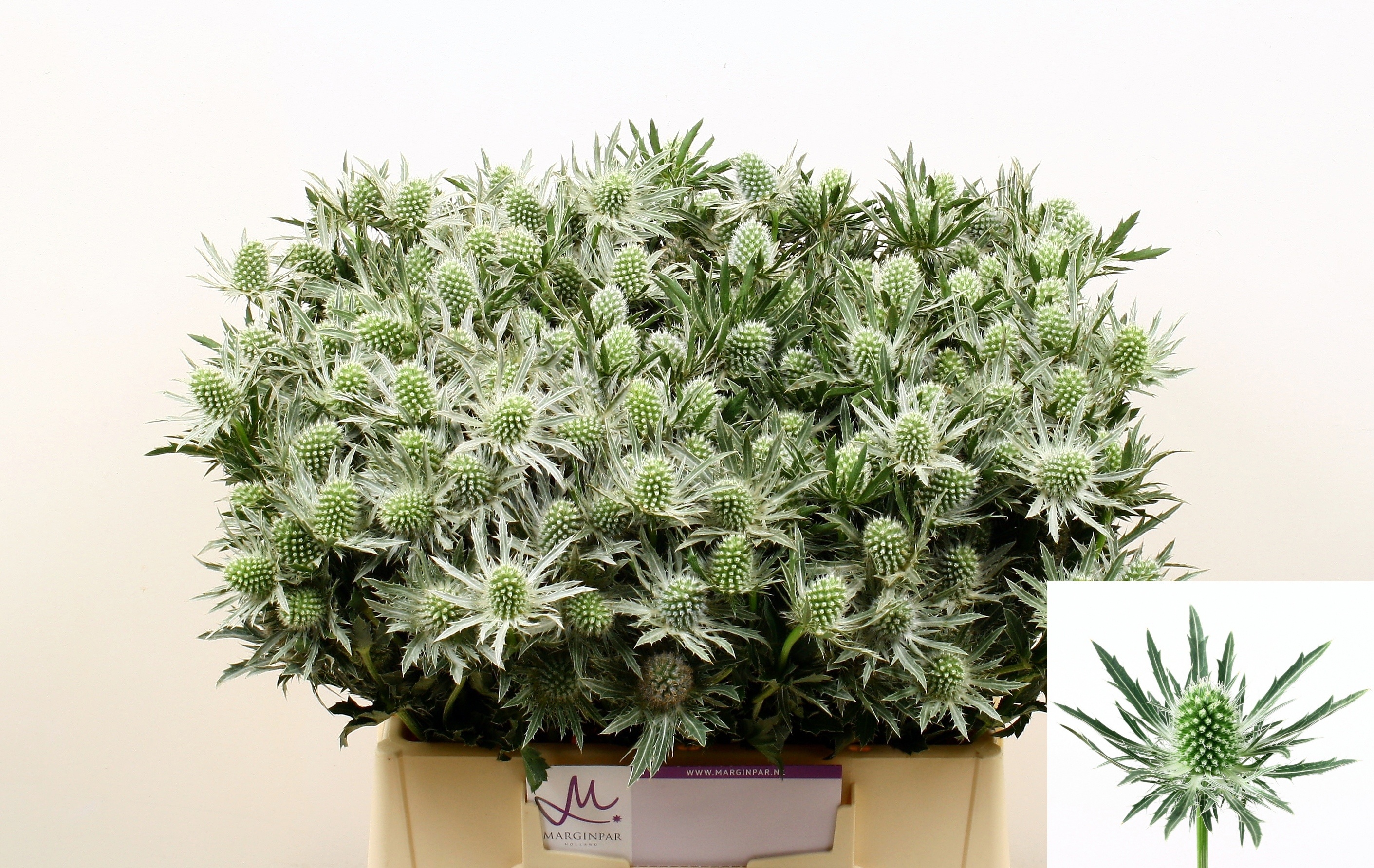 Eryngium Sirius Questar 40cm