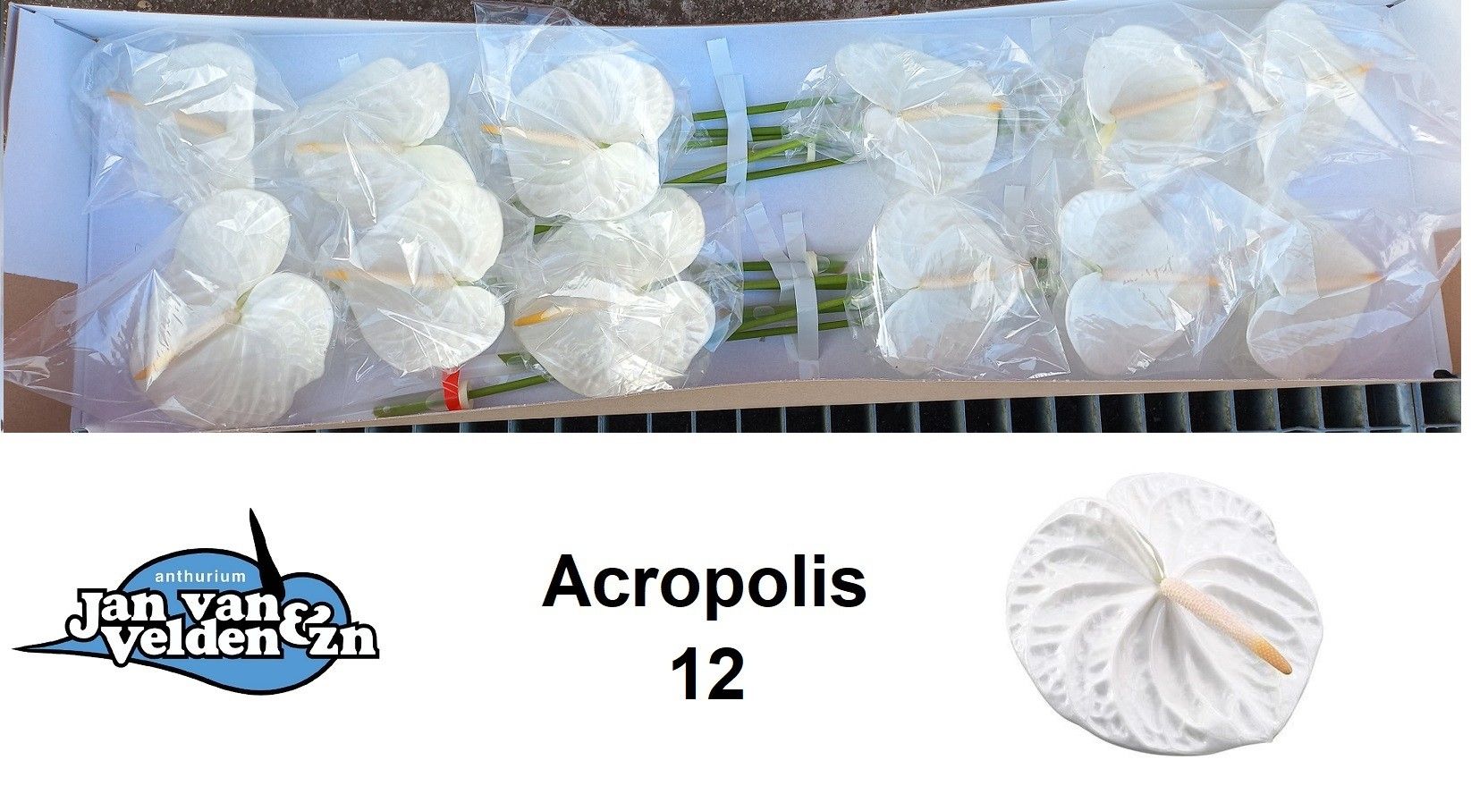 Anth A Acropolis