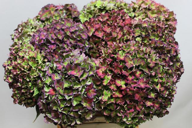 Hydrangea Rodeo Classic Pink 60cm 20Ø