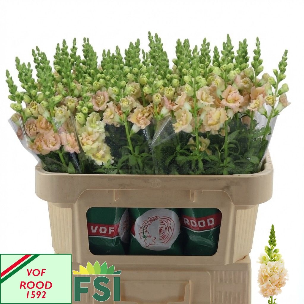 Antirrhinum Holly Double Champagne 70cm
