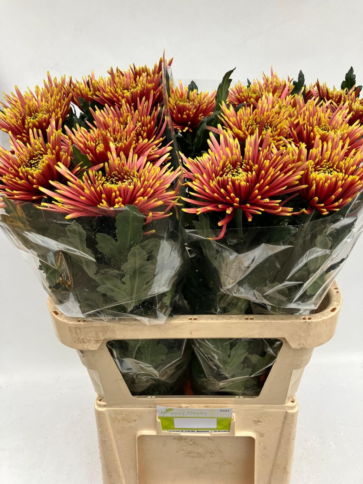 Chr G Tula Autumn 80cm 120gram