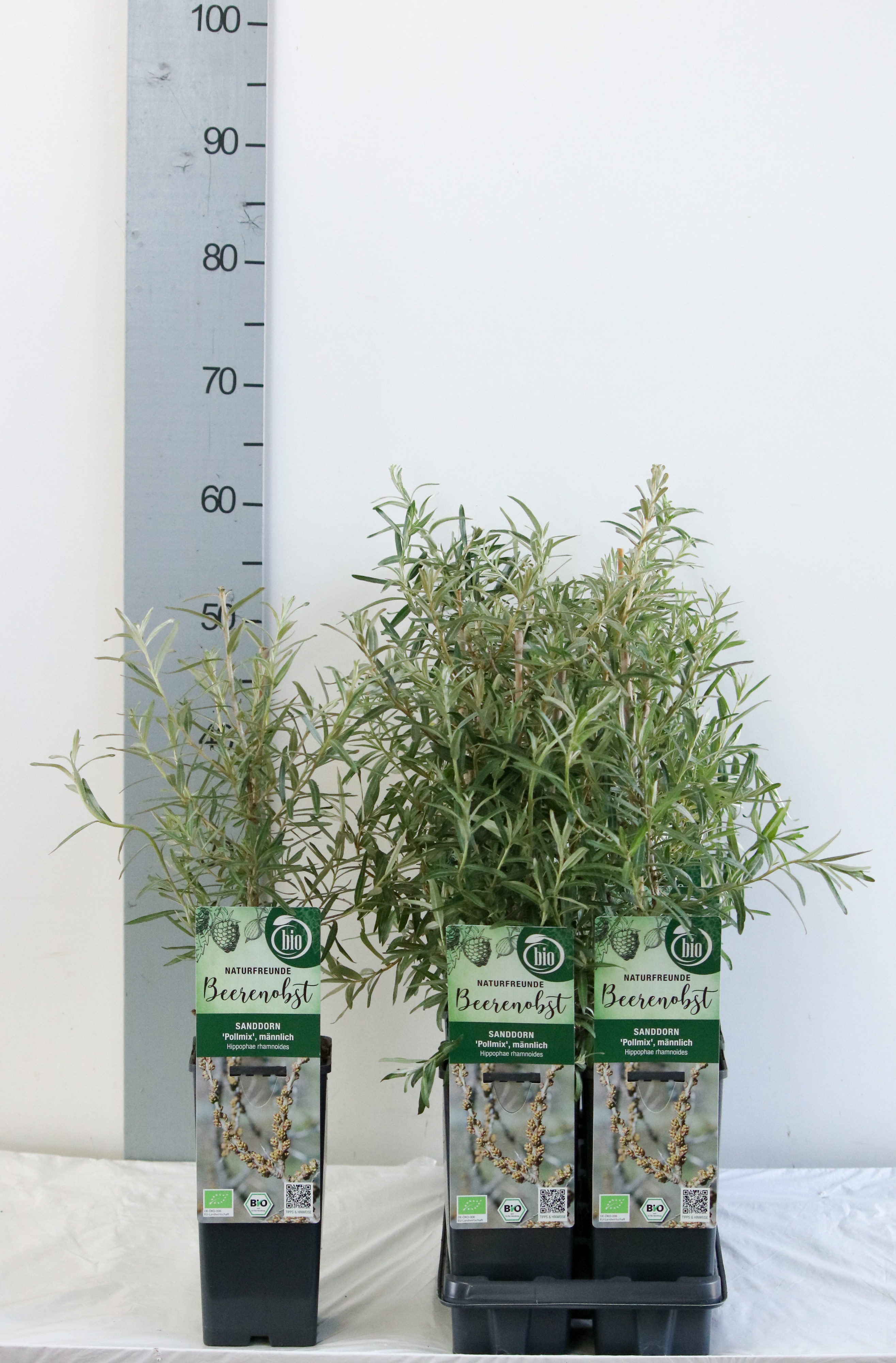 Hippophae rhamnoides 'Pollmix' bio