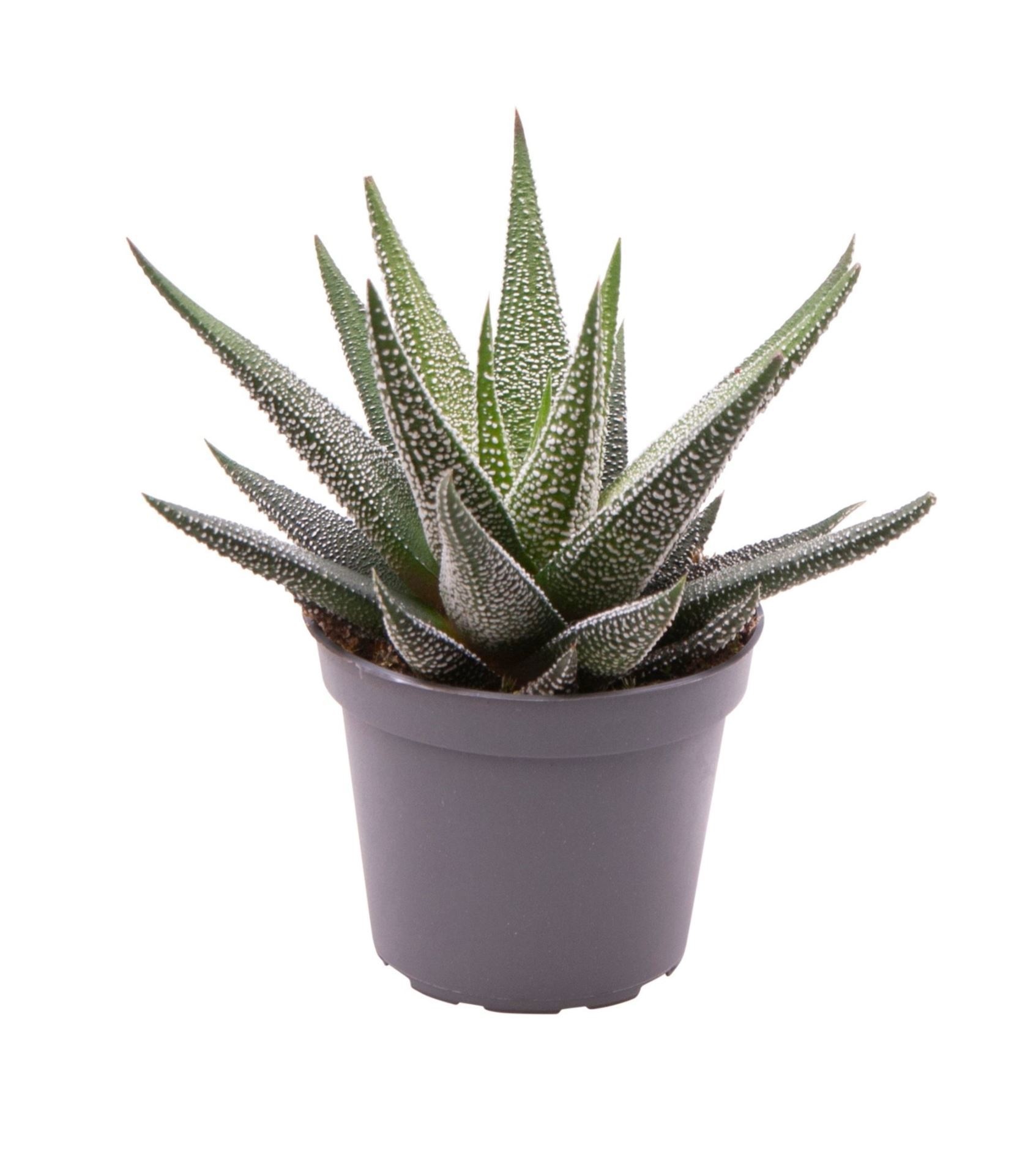 Haworthia Concolor