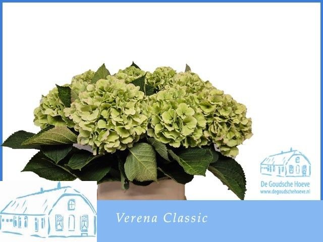 Hydrangea Verena Classic Pink 90cm 21Ø