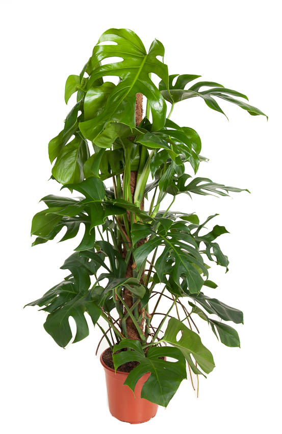 Picture of Monstera deliciosa Moss Stick P24 120CM (LOOSE)