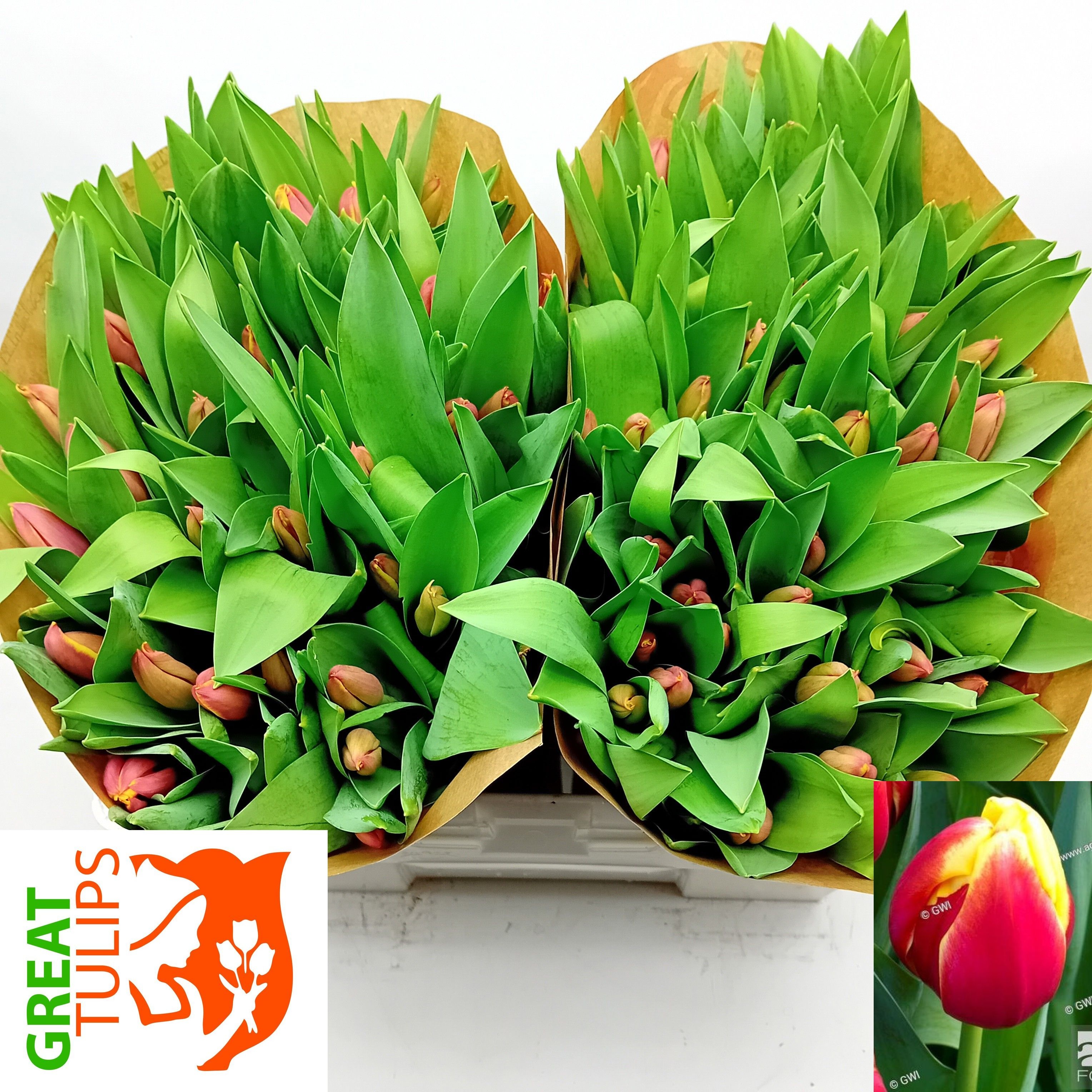 Tu En Furand Dream 38cm 40gram