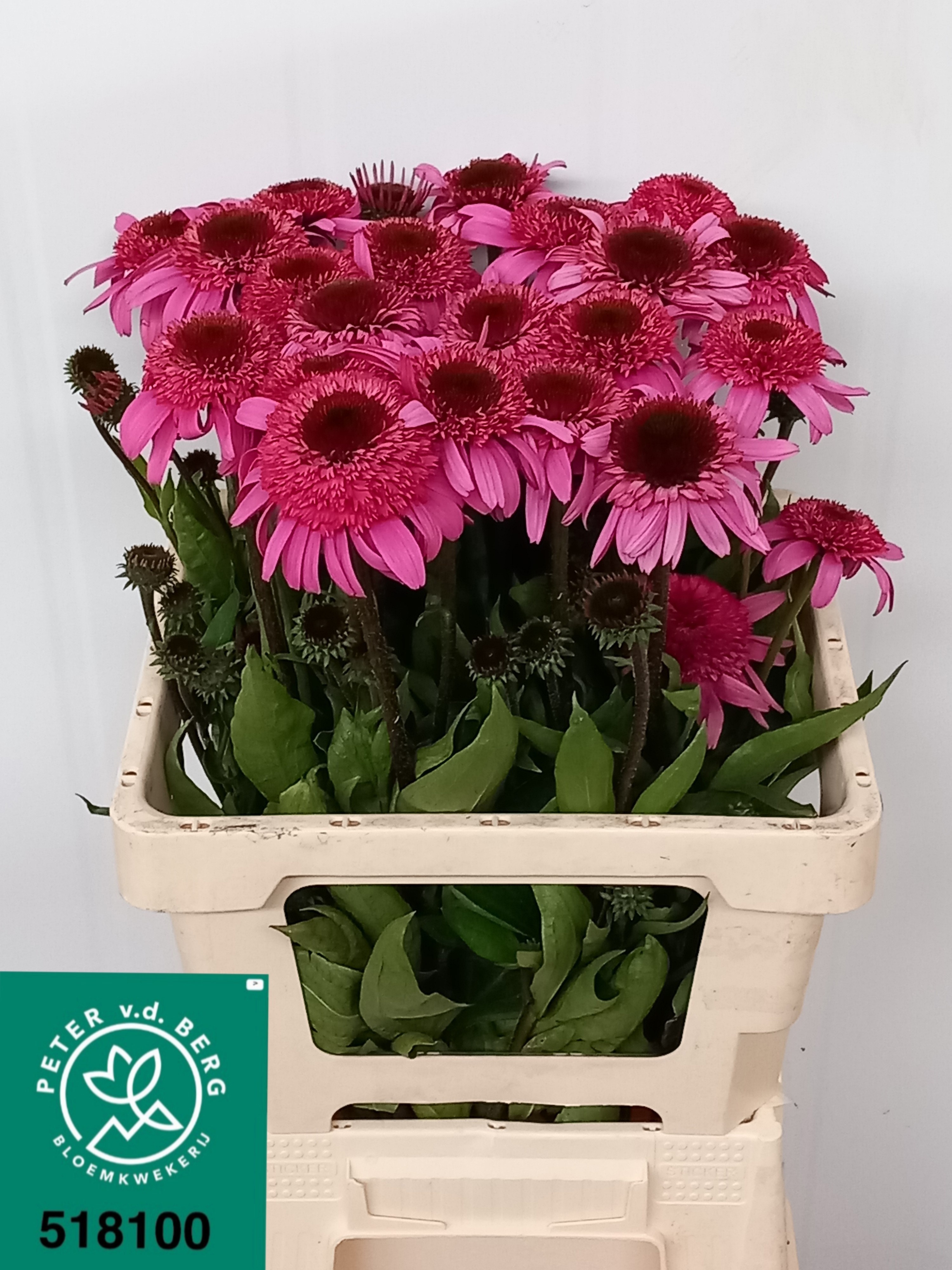 Echi Purpurea