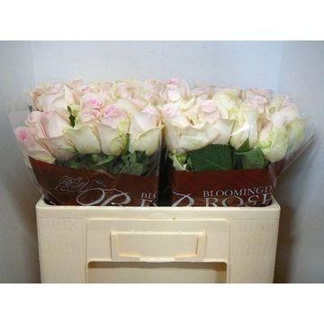 Rosa Revival Sweet 50cm