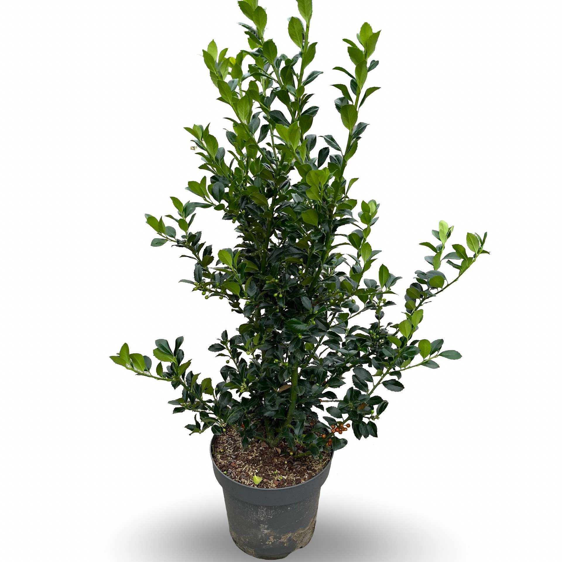 Picture of Ilex meserveae 'Heckenfee'