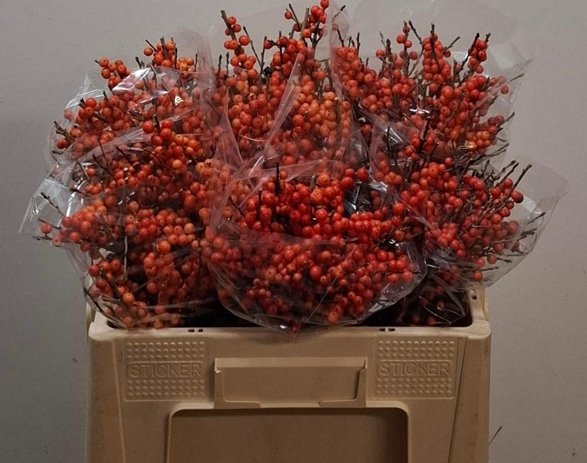 Ilex Ve Orange Glow 50cm