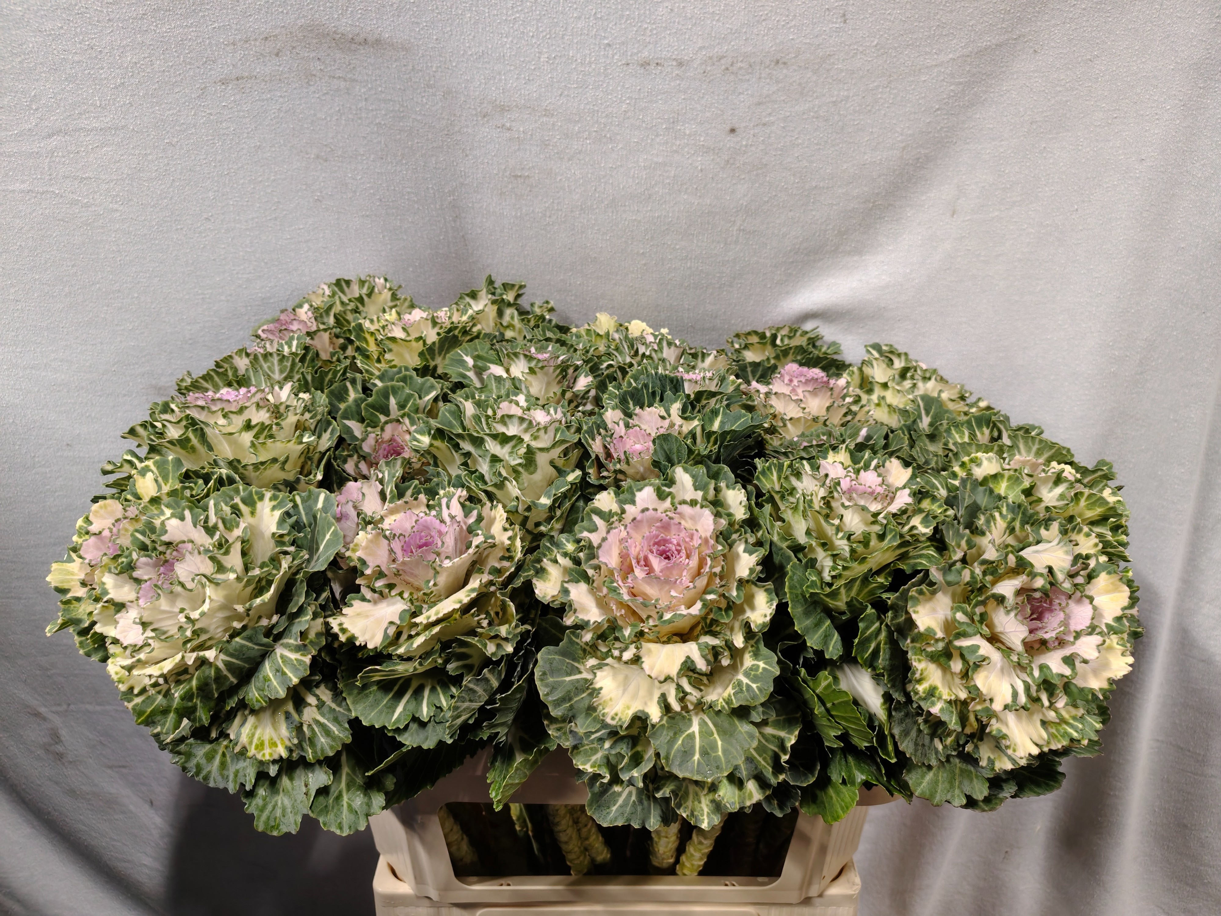 Brassica Akilina 70cm