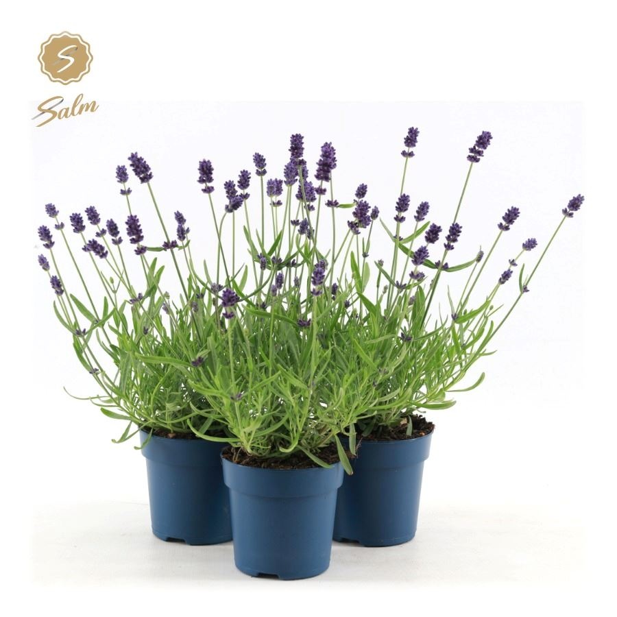 Picture of Lavandula ang. 'Felice'® Collection P10,5