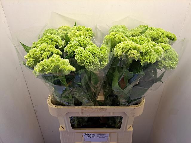 Celosia Act Verda 80cm
