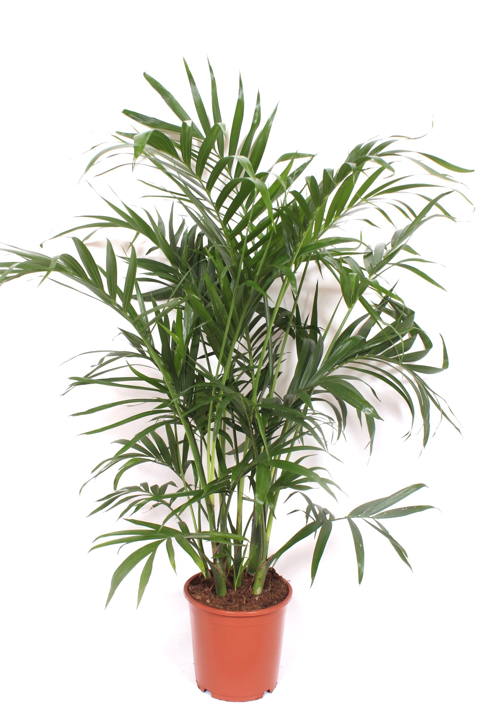 Chamaedorea Cataractarum "stella Palm"