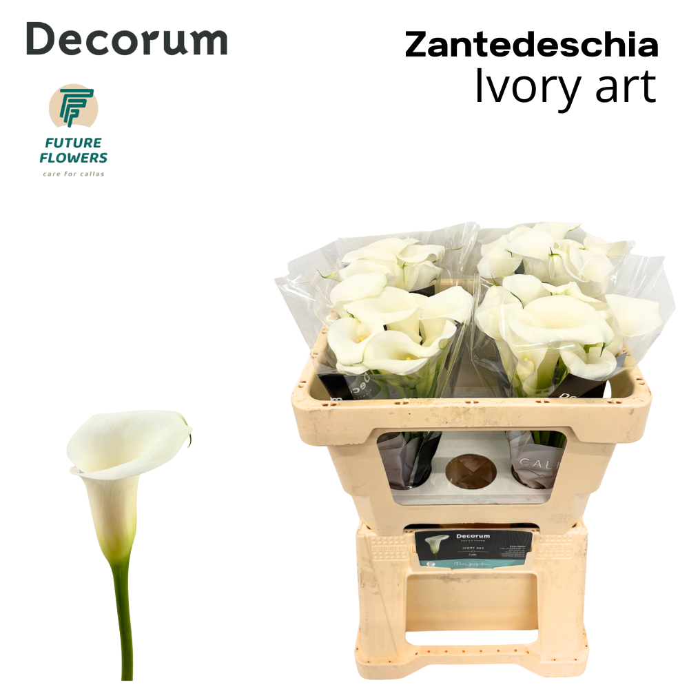 Zant Ivory Art