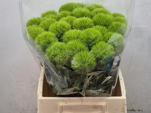 Di Barb Green Trick