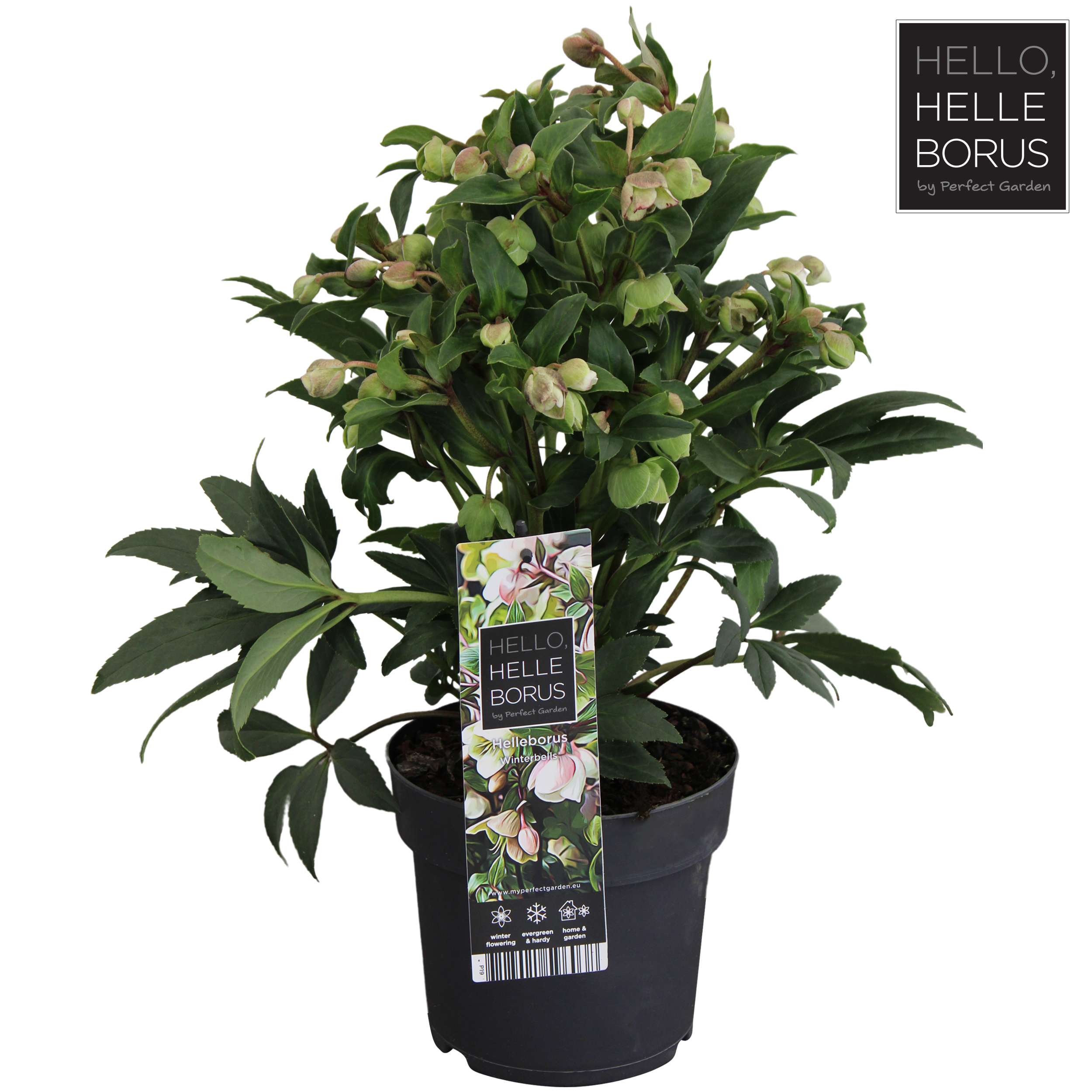 Picture of Helleborus Winterbells P17 (2 Ltr)