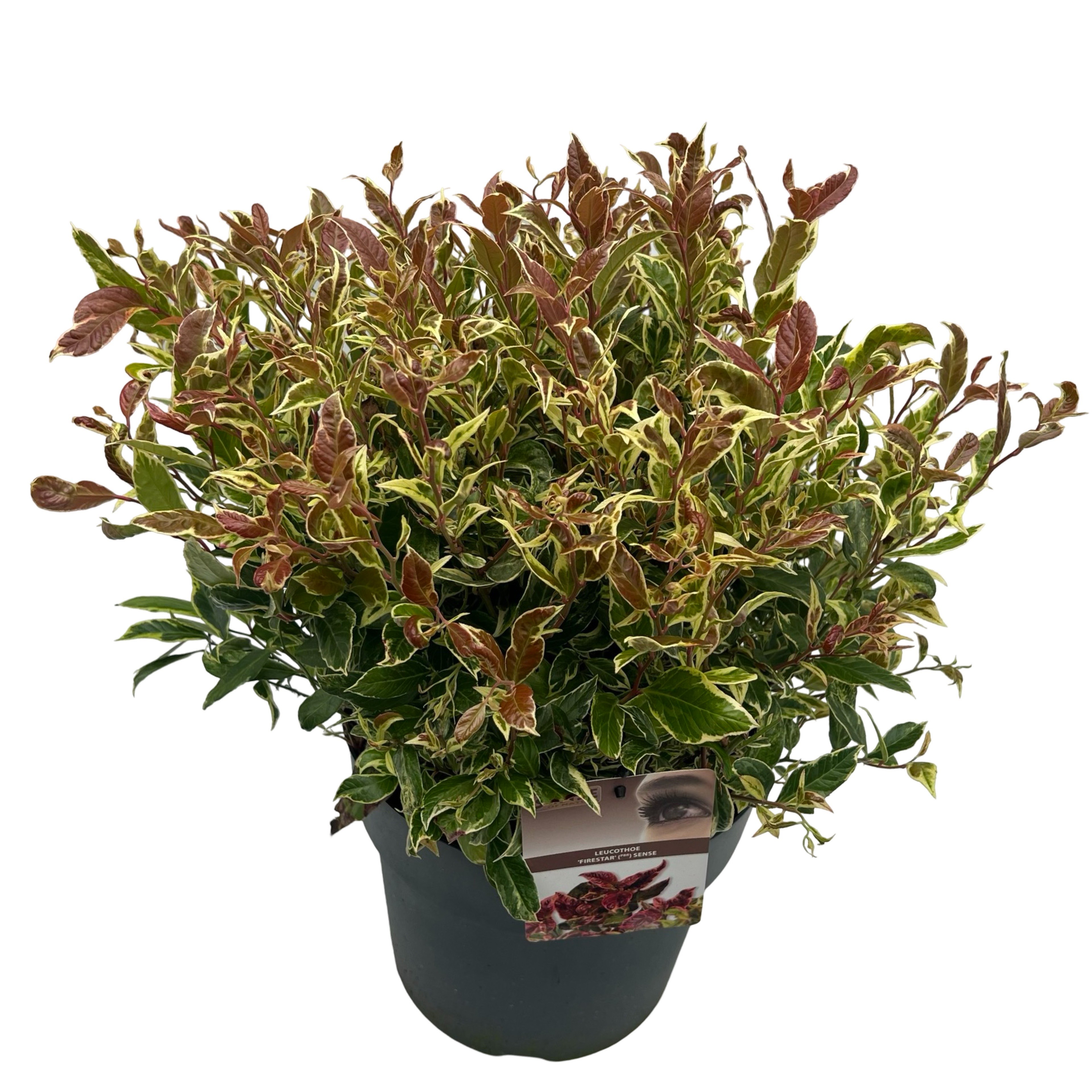 Picture of Leucothoe 'Fire Star' ® sense