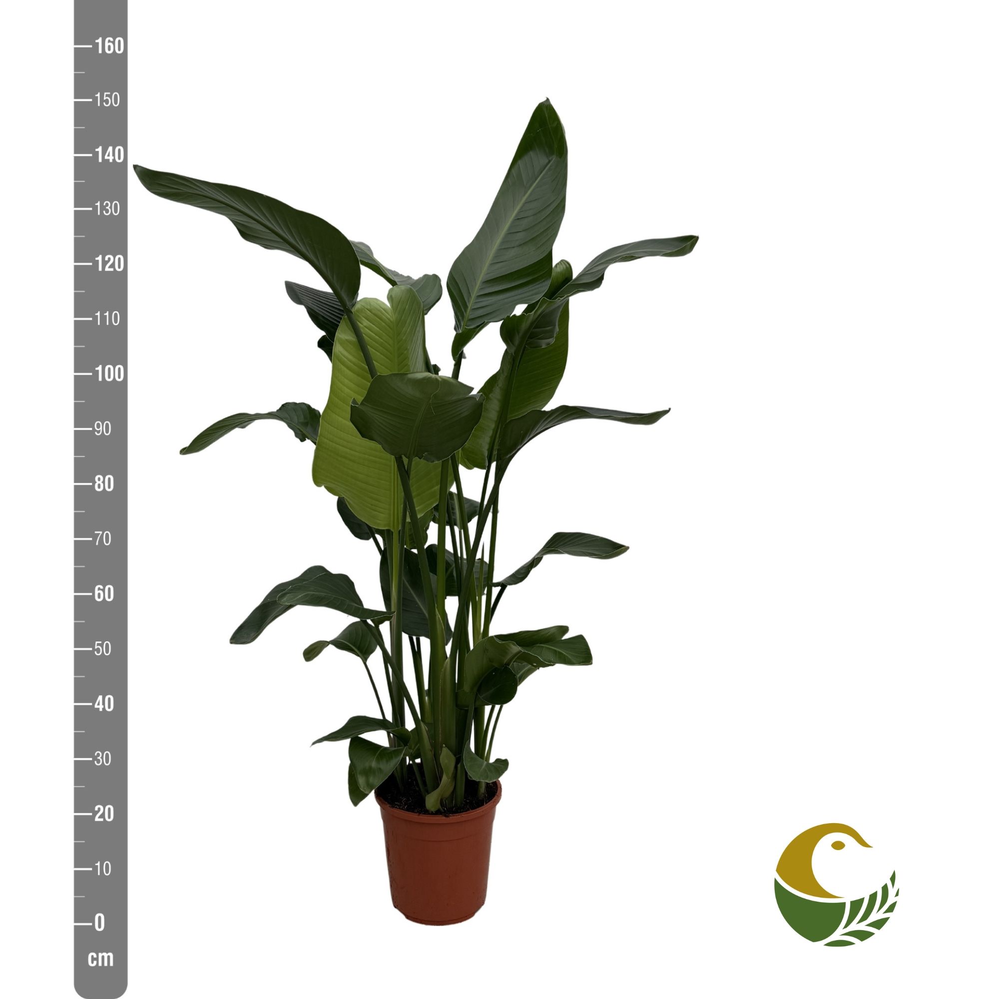 Strelitzia Nicolai 24P 160H 4stek