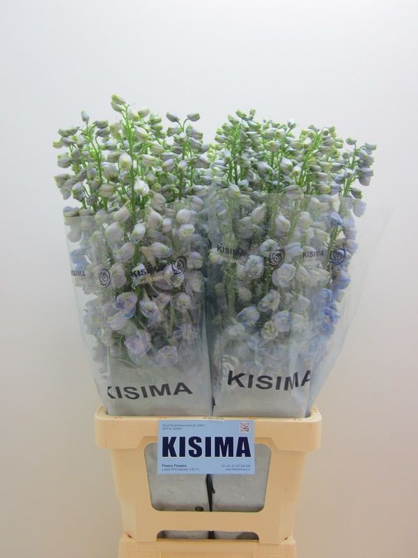 Delphinium El Guard Laven 80cm