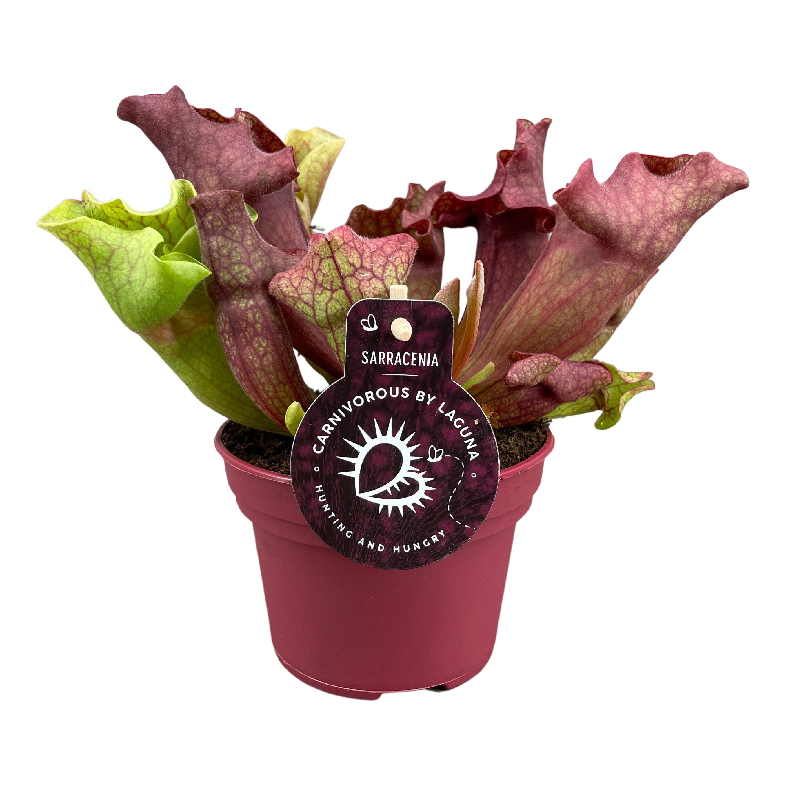 Sarracenia Ov 12P 20H