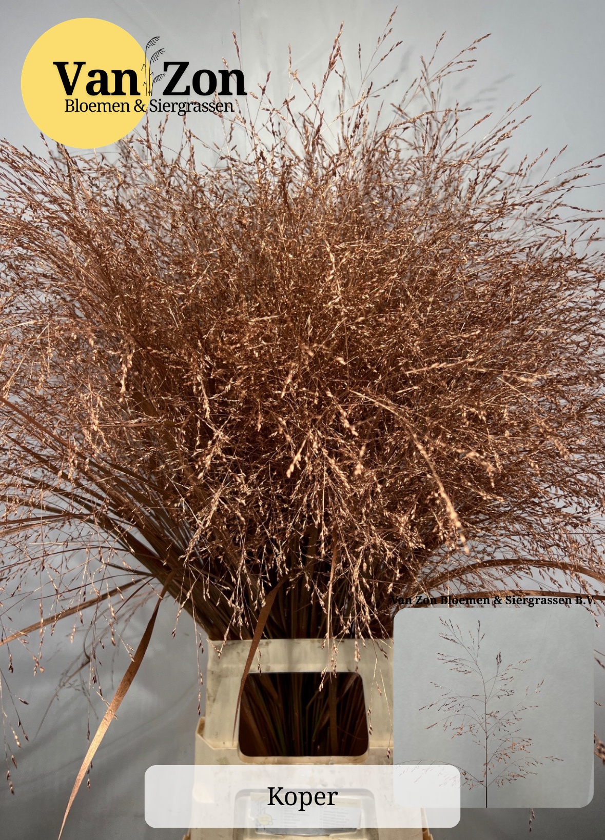 Ornamental Grass Painted (PANICUM)