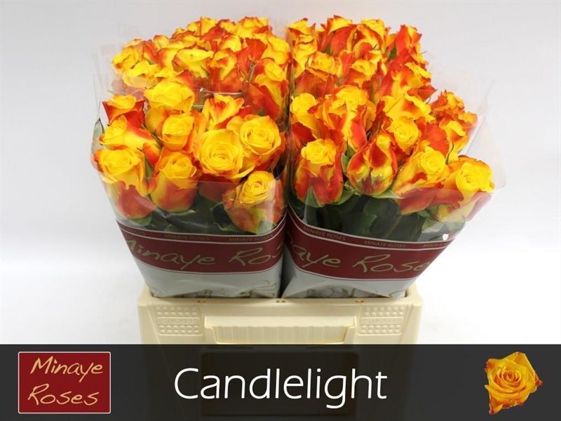 R Gr Candlelight