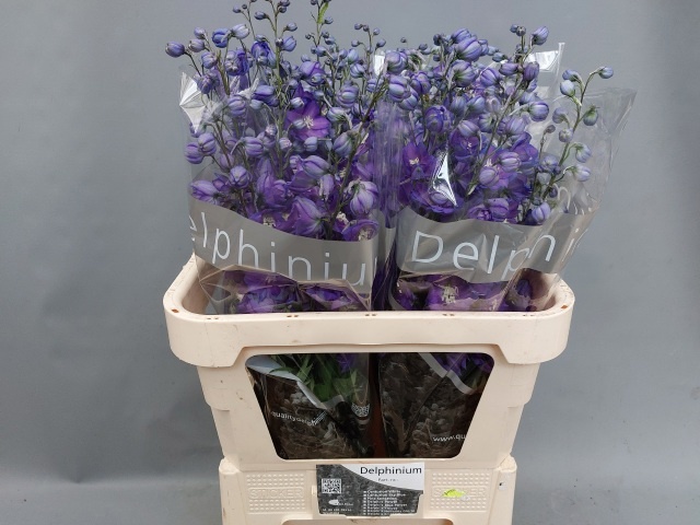 Delphinium El Delphis Power 70cm