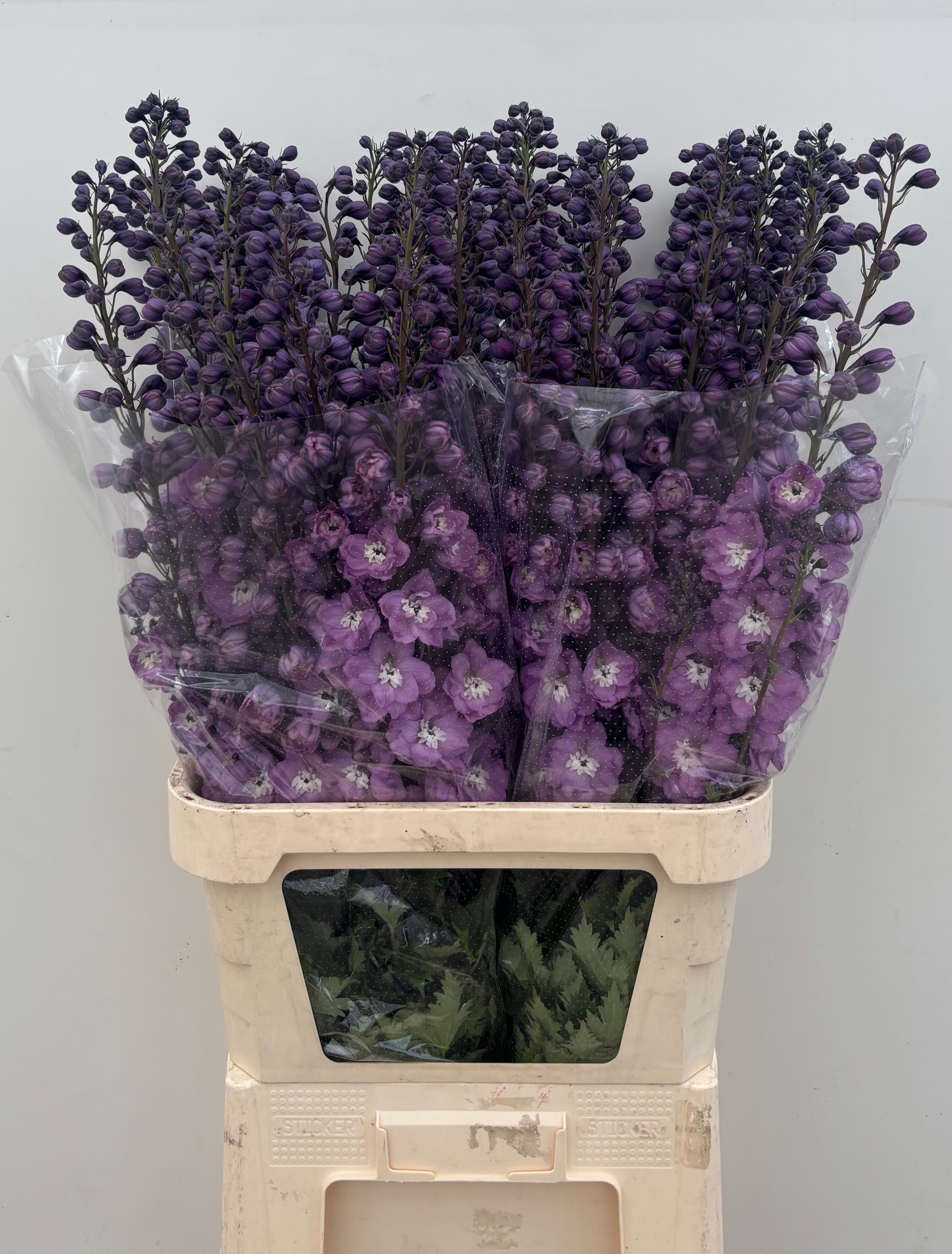 Delphinium El Double Dewi Hercules 100cm