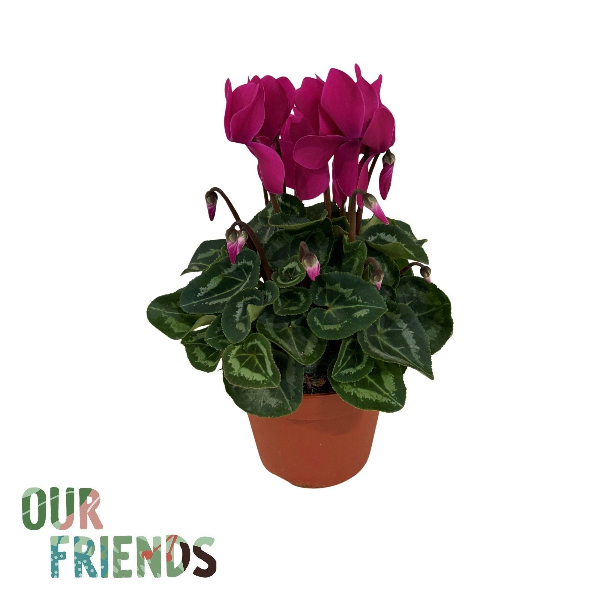 Cyclamen Allure Dark Violet