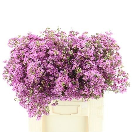 Chamelaucium Uncinatum 60cm 75gram