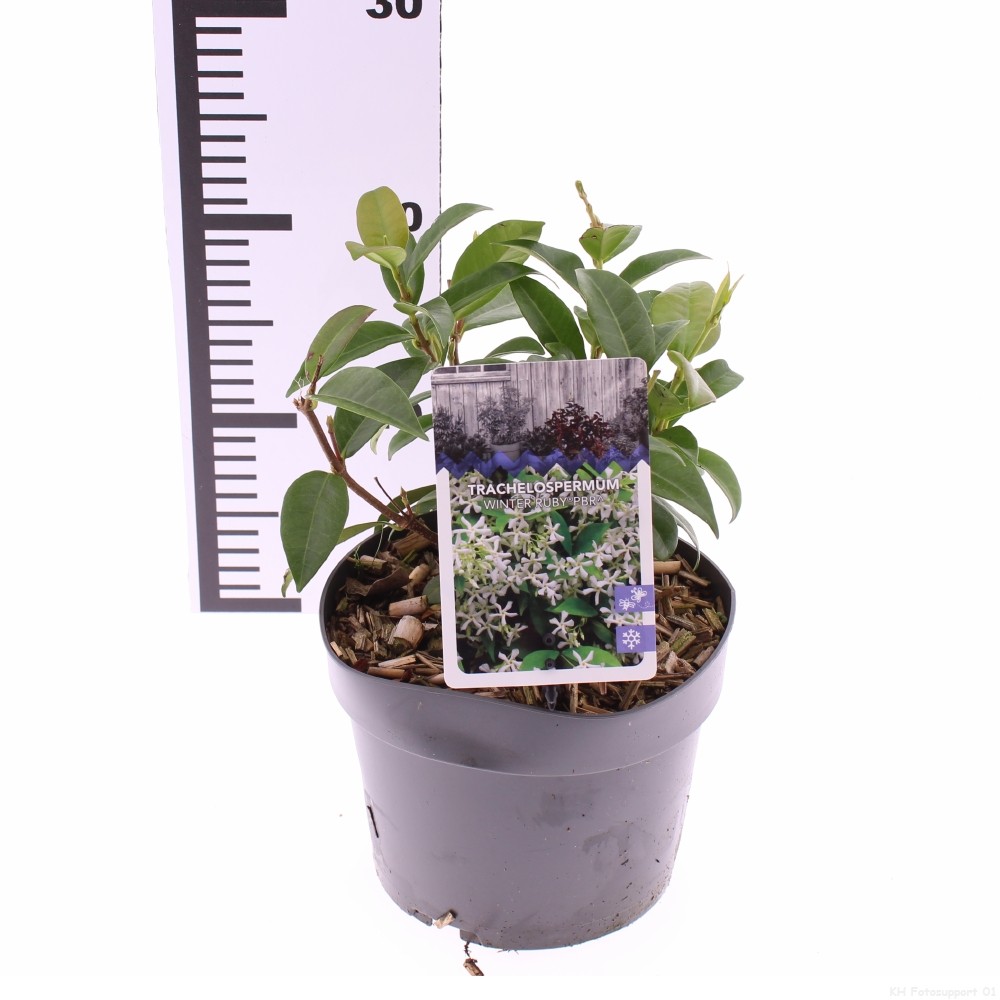 Picture of Trachelospermum Winter Ruby P17 (2 Ltr)