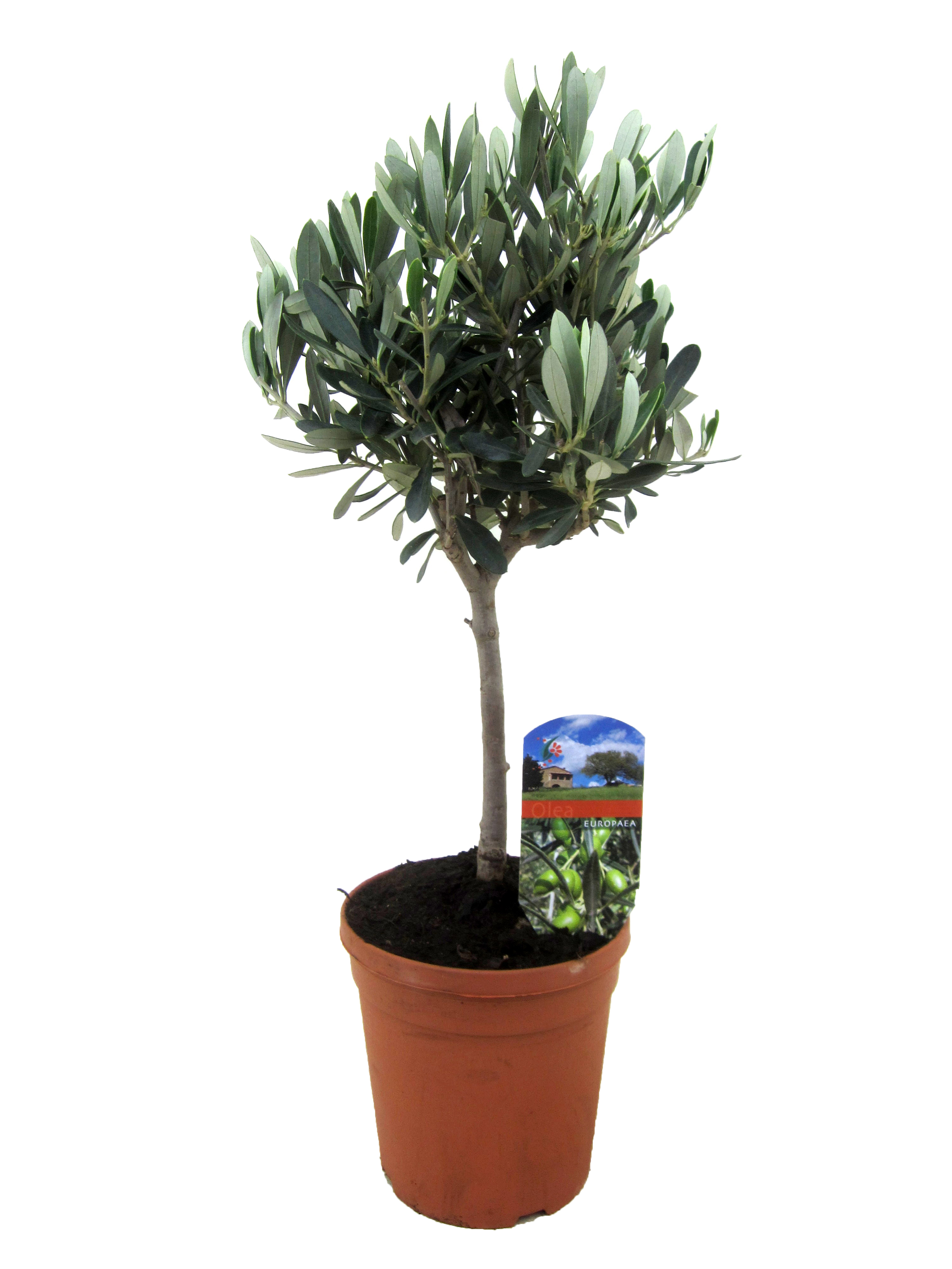 Picture of Olea europaea P14 std 40/45 tot height