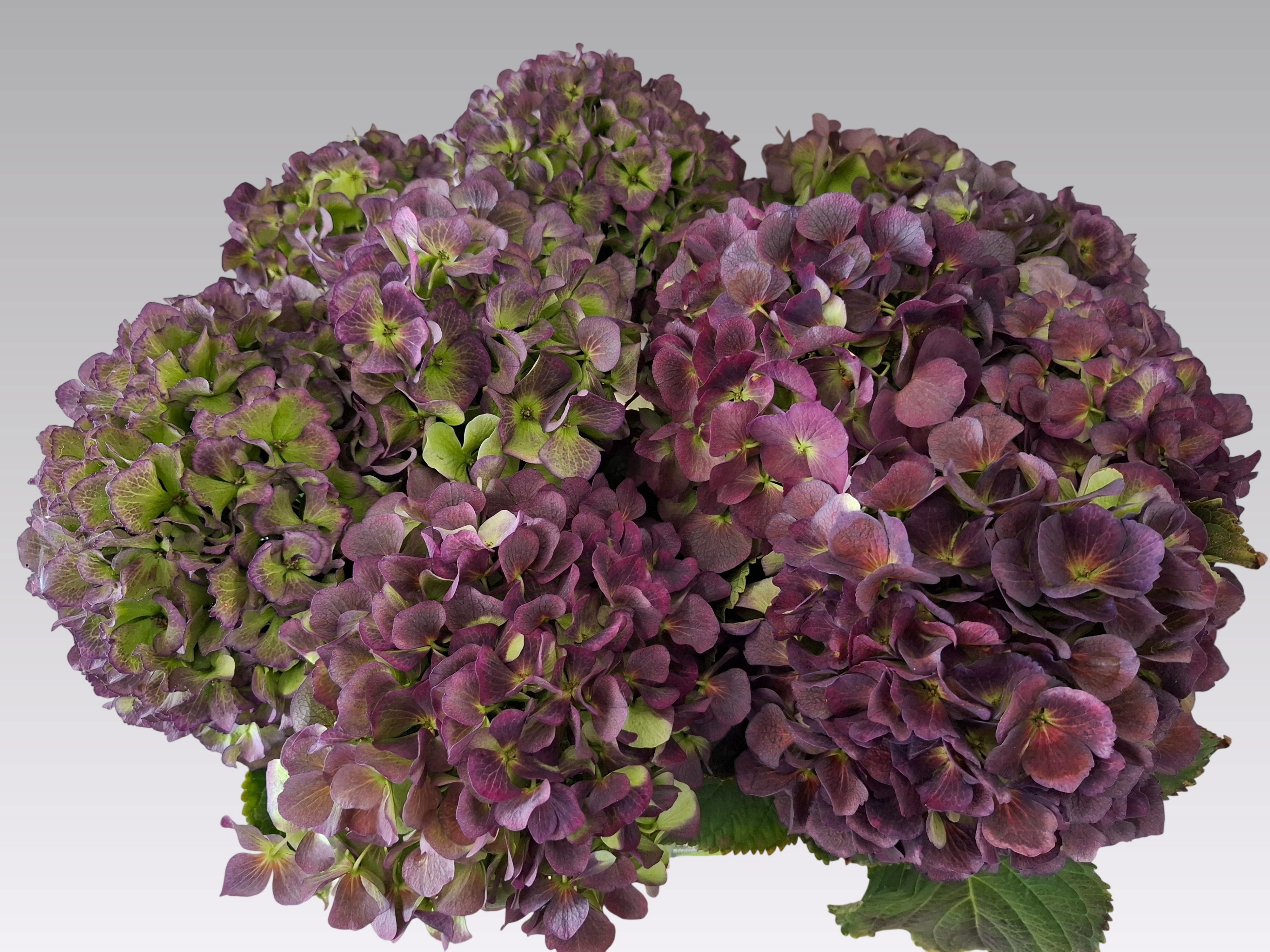 Hydrangea Verena Classic Blue 60cm 22Ø