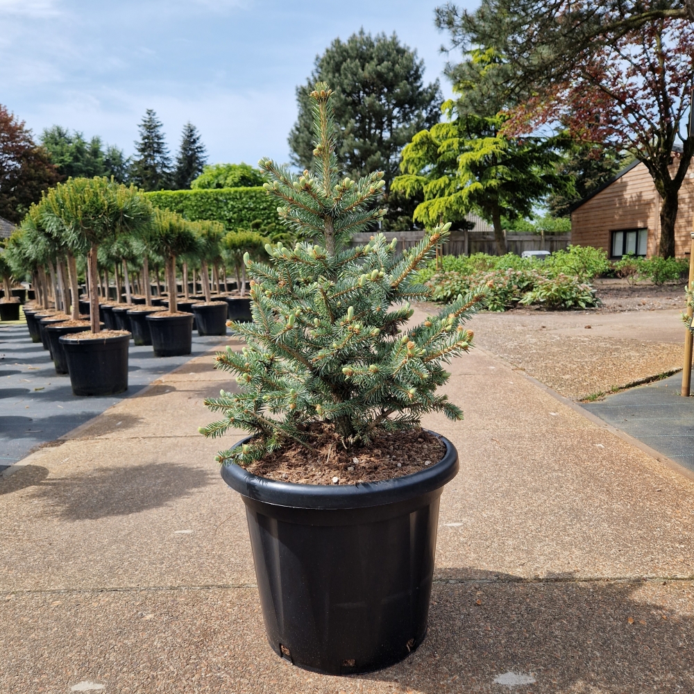 Picture of Picea pungens Sester Blue C25 70/+ (LOOSE)