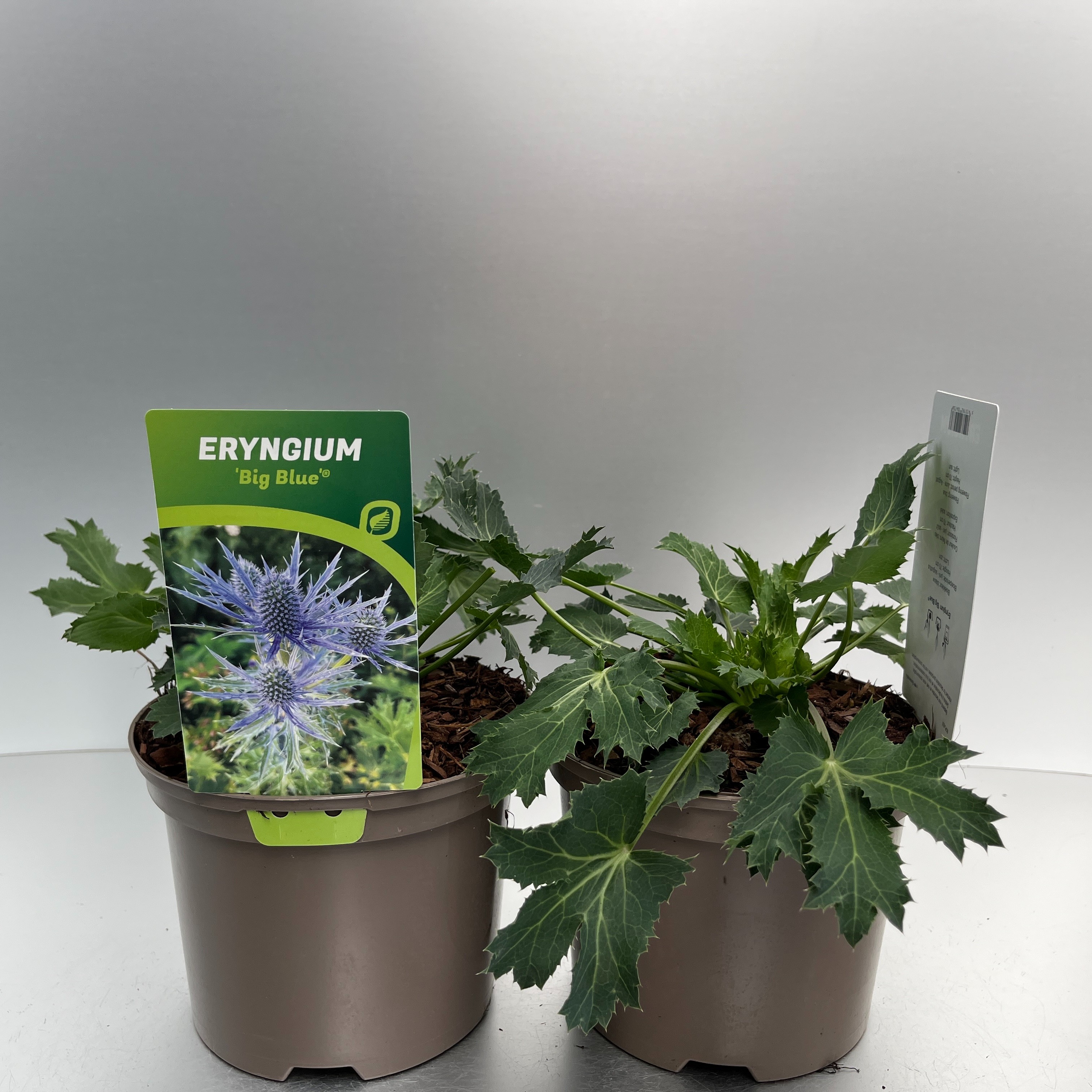 Picture of Eryngium Big Blue P17 (2 Ltr)