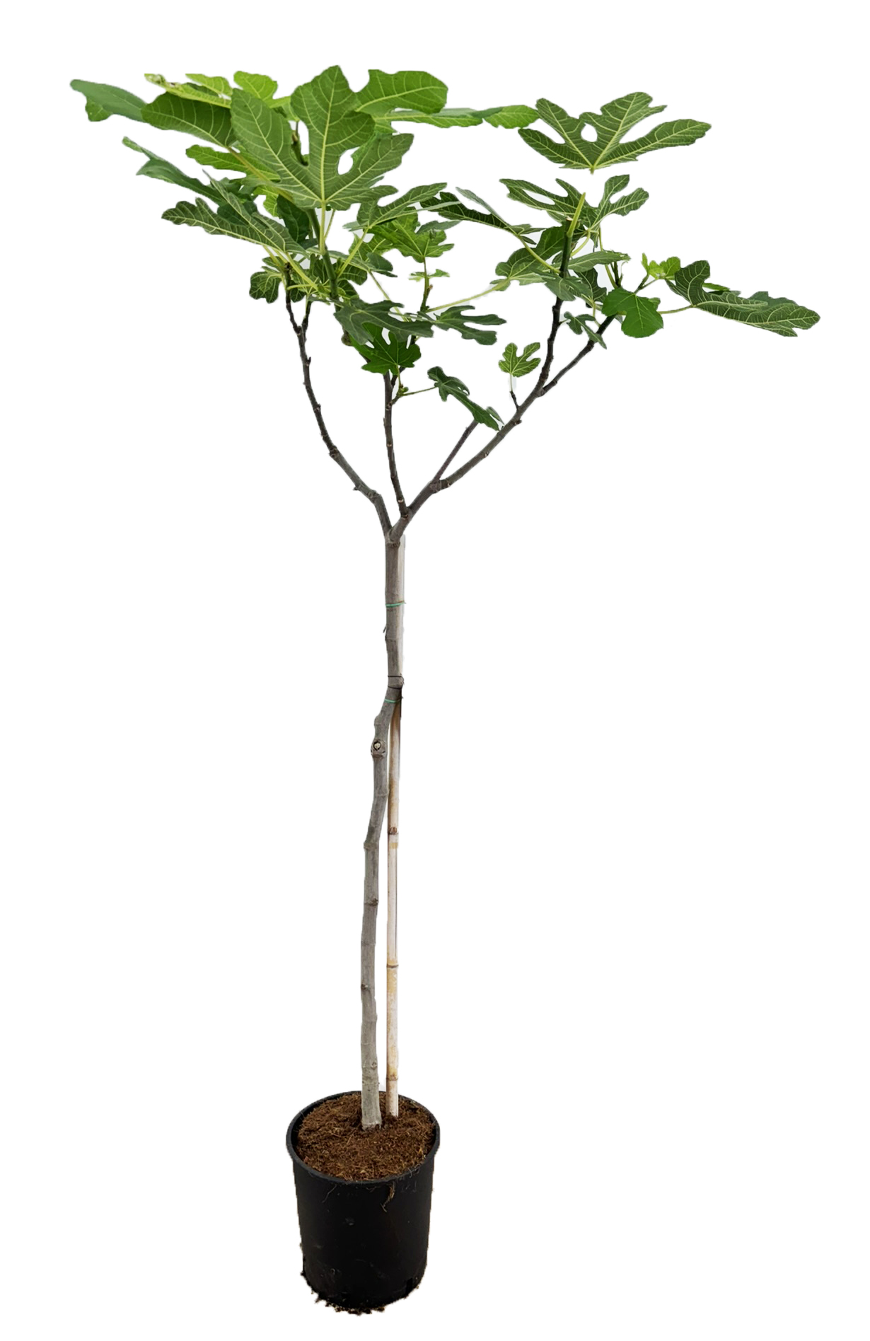 Picture of Ficus carica P27 (7.5 Ltr) 170cm