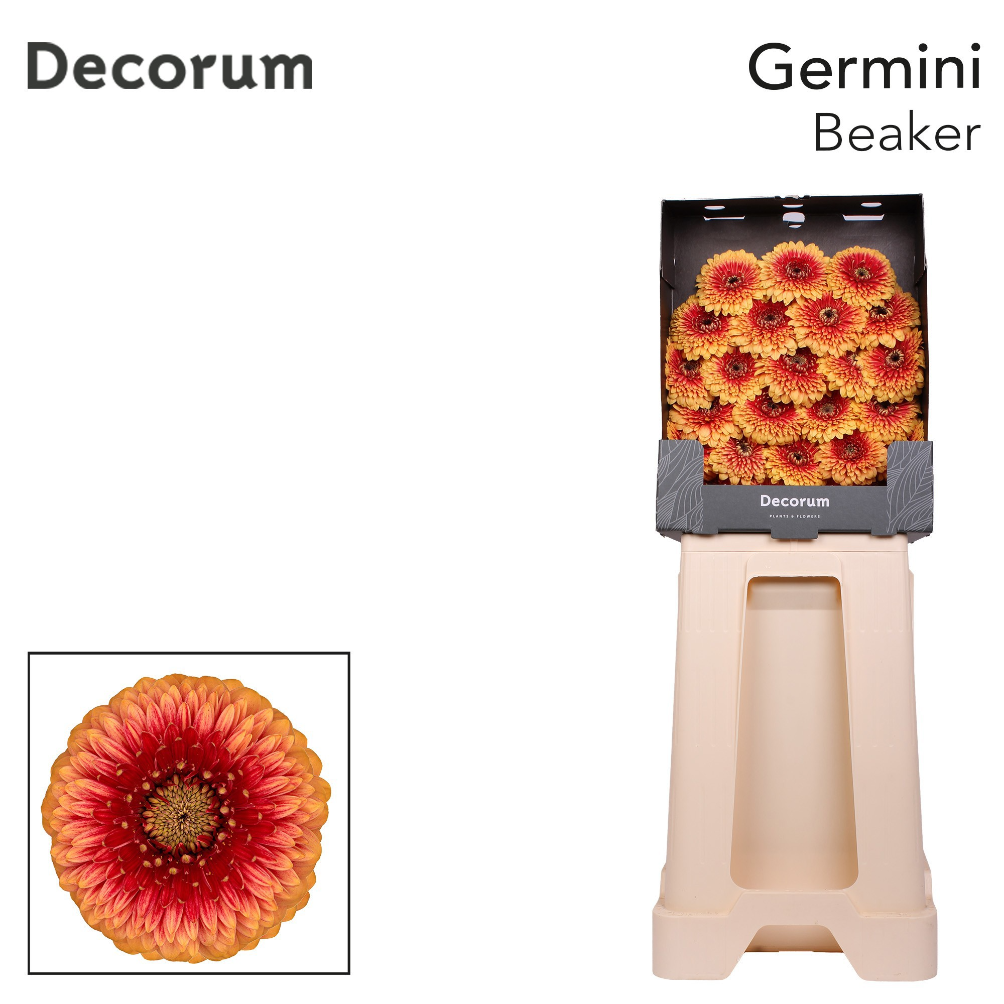 Ge Mb Pom Beaker