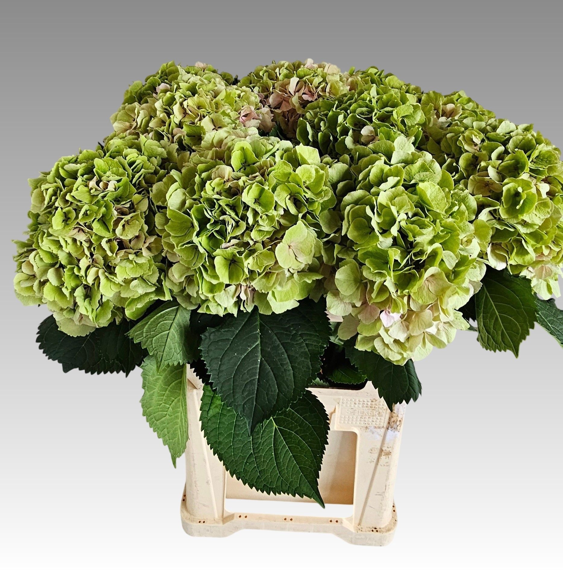 Hydrangea Verena Classic Pink 80cm 24Ø