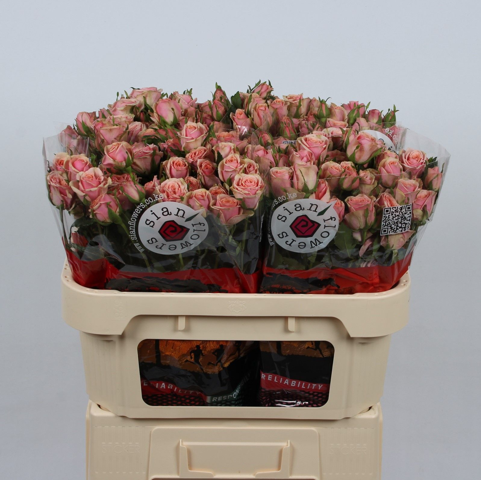 R Tr Classic Rosever