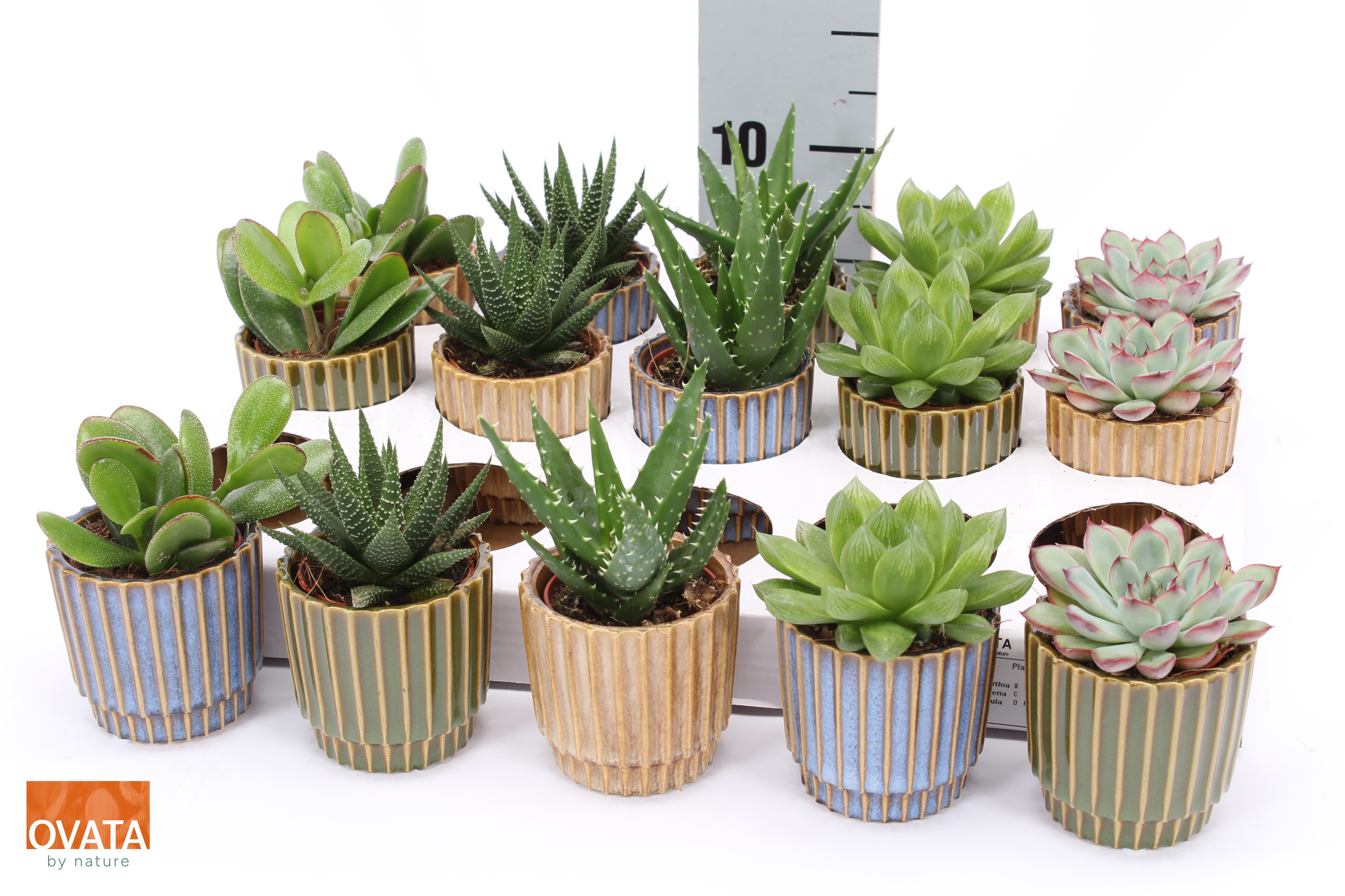 Succ Gem 5 Srt 7Ø 9cm