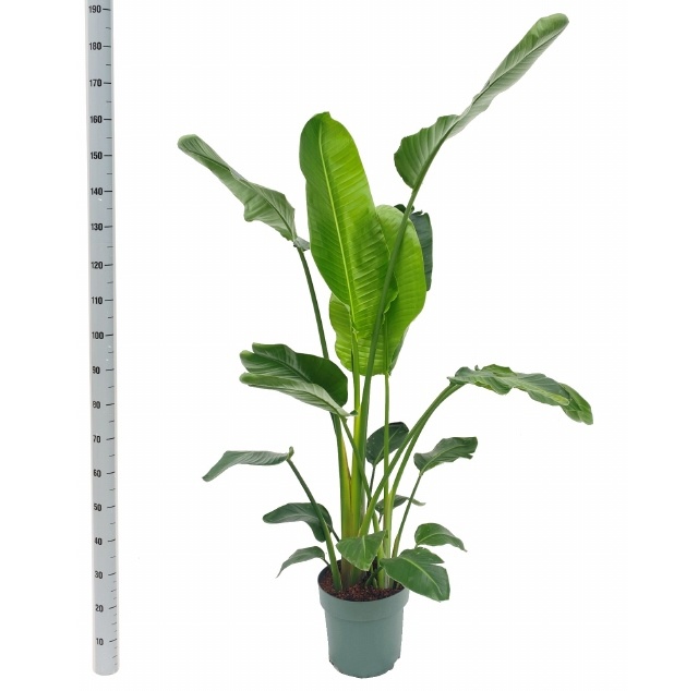Strelitzia Nicolai 27P 210H