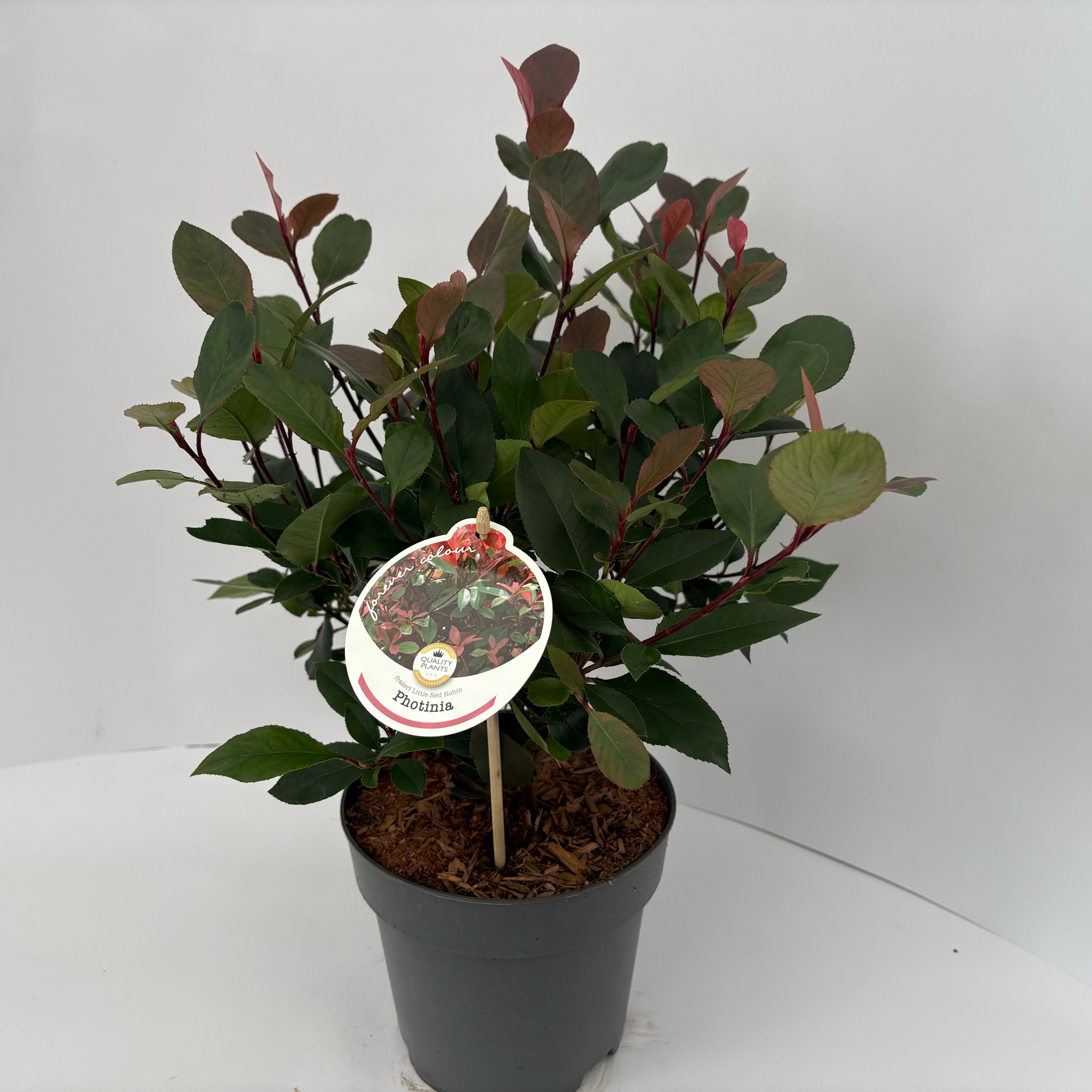 Picture of Photinia fraseri Little Red Robin P17 (2 Ltr)