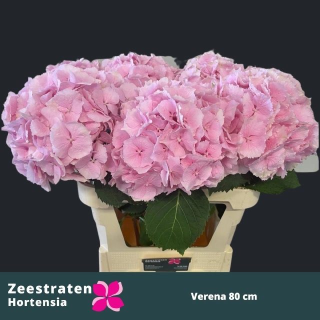 Hydr M Verena