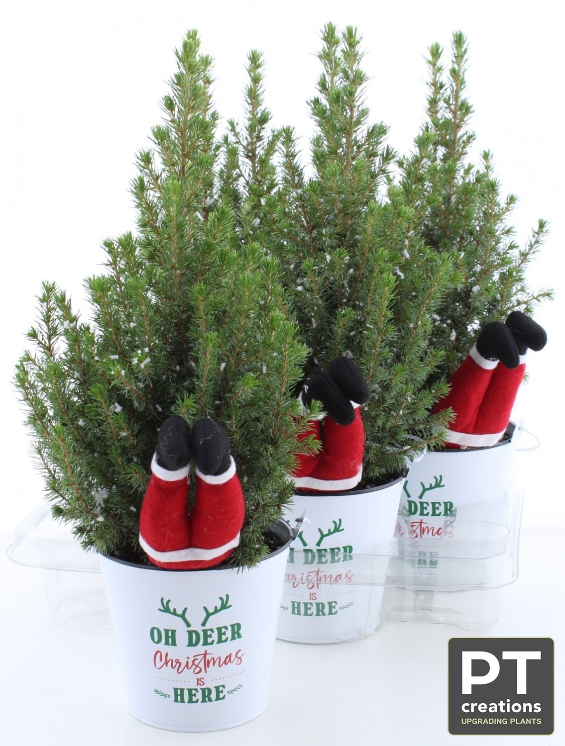 Picea Gl Perfecta 15Ø 46cm