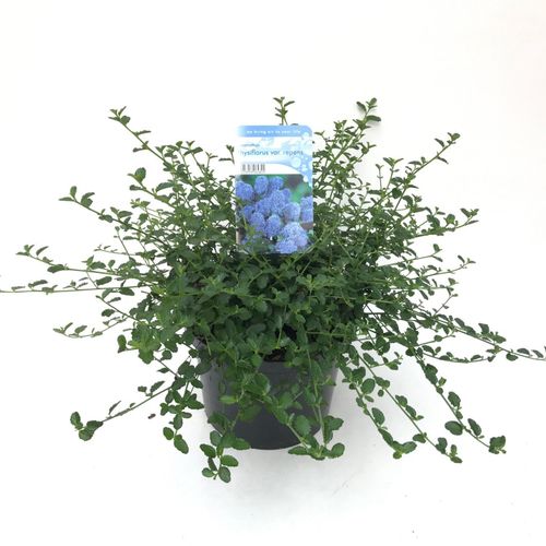 Ceanothus thyrsiflorus var. repent p23 Peijl