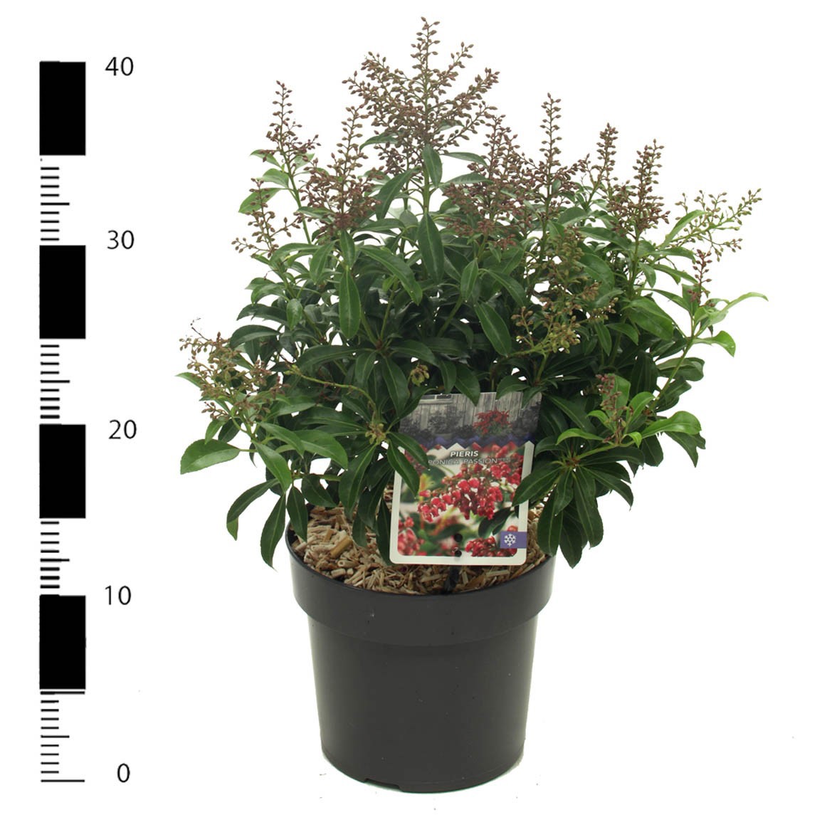 Picture of Pieris jap. 'Passion'